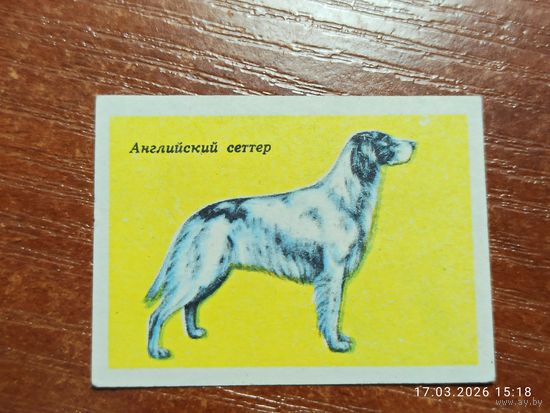 Спичечная этикетка Английский сеттер