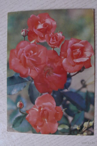 Матанов Н., Роза "Ориндж Сенсейшен", 1983, чистая.