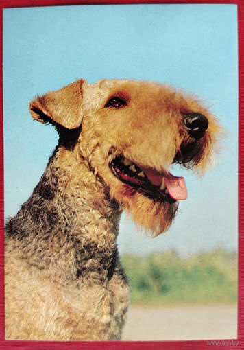Эрдель-Терьер. Чистая. 1989 года. Фото Елисеева. 2078.