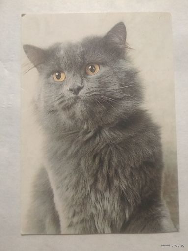 Карманный календарик. Котик.1994 год