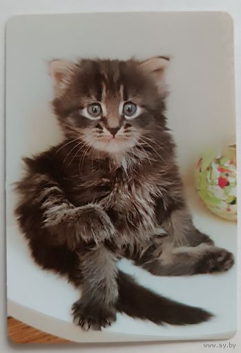 Котенок. Календарик, глянец, 2024