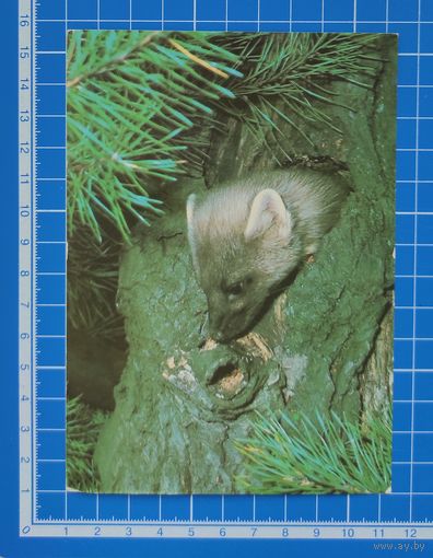 Открытка 1986 год. "Соболь". Фото Г. Смирнова.