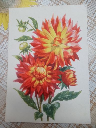 Открытка. Почтовая карточка. Георгины. Художник. В. Зеленов. До 1961 года. Не частая.