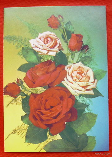 Розы. Чистая. Двойная. 1986 года. Дергилев.