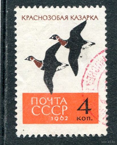 СССР 1962.. Фауна. Краснозобые казарки