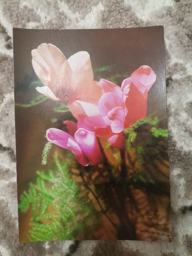 Открытка СССР чистая