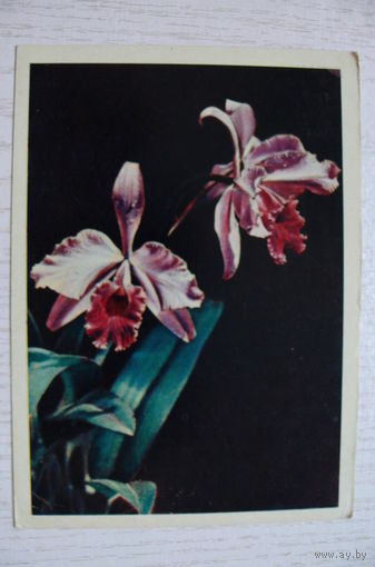 Ковригин В., Орхидея; 1958, подписана.