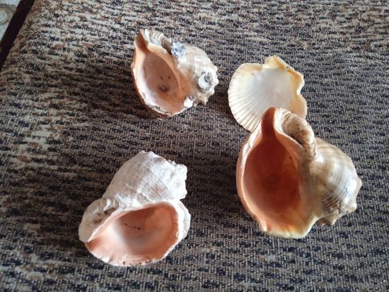 ЧЕРНОМОРСКИЕ МОРСКИЕ РАКУШКИ