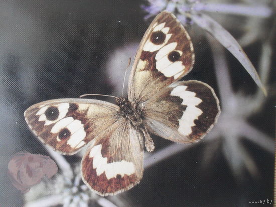 ЧИСТАЯ ОТКРЫТКА. СССР.ФАУНА. БАБОЧКИ. САТИР АБРАМОВА. 1989 г.