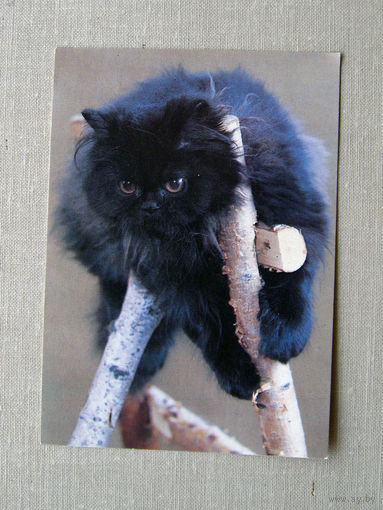 К01 Календарик Котик 1993 Россия