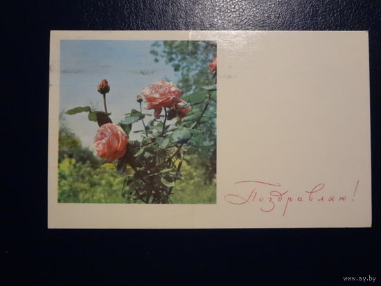 Поздравляю!  Розы.  1968 г.  подписанная.