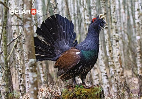 Серия "Планета "Беларусь". Глухарь. Открытка, глянец