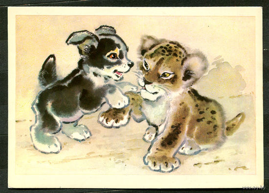 Щенок и львенок. Худ. Л. Гамбургер. 1977
