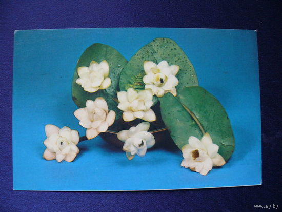 Фото Шарова Ю., Кувшинки, 1983, чистая.