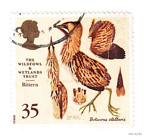 Великобритания Большая выпь