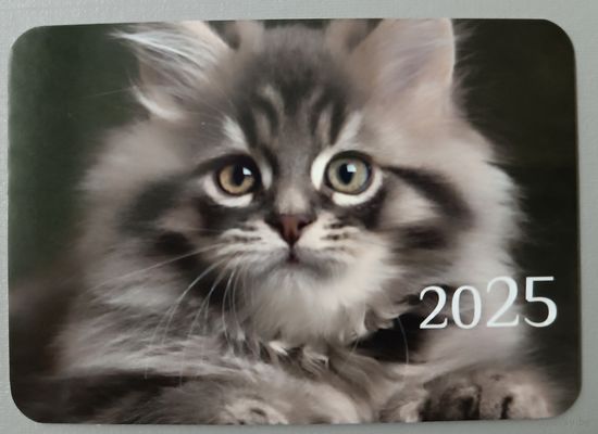 Кот. Календарик, глянец, 2025
