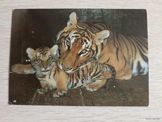 Семья бенгальских тигров. Чистая. 1989 года. Фото Авалова
