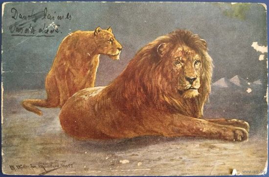 Отдых. Львы. Роза Бонер.1910 г.