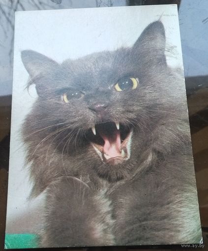 Польша Кот