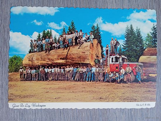 Этнография. США. Гигантское еловое бревно из Западного Вашингтона