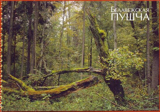 Беларусь 2009 Беловежская пуща заповедные места из буклета /прошла почту /