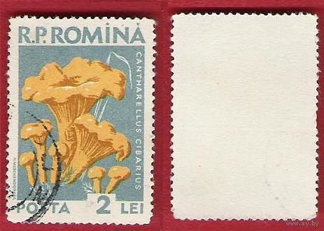 Румыния 1958 Грибы