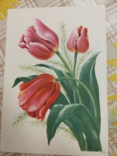 Открытка. Почтовая карточка. Тюльпаны. Художник Зеленов. До 1961 года.