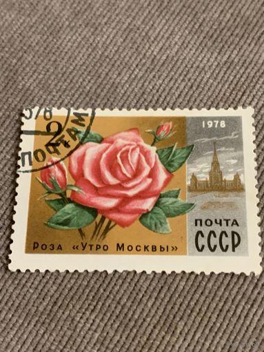СССР 1978. Роза утро Москвы. Марка из серии