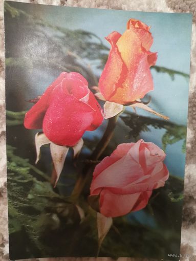 Открытка СССР чистая