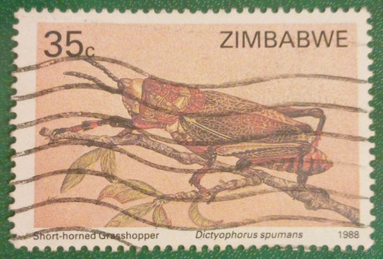 Зимбабве 1988. Короткоусый кузнечик