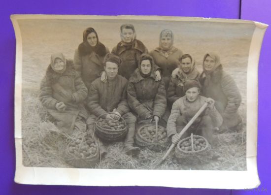 Фото "На бульбе", 1953 г.