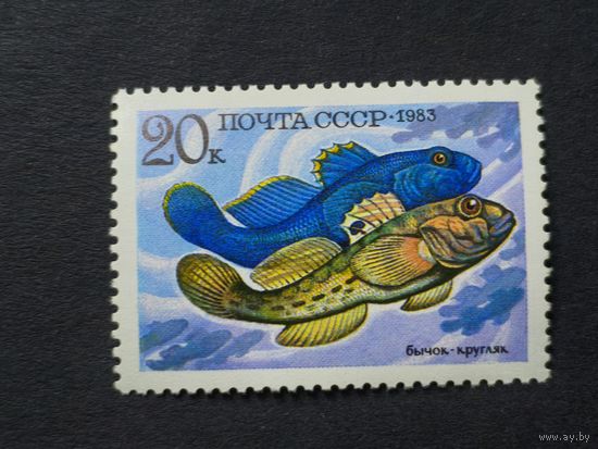 1983 СССР. Рыбы. Бычок-кругляк
