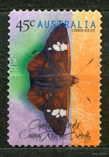 Бабочка. Австралия. 1998