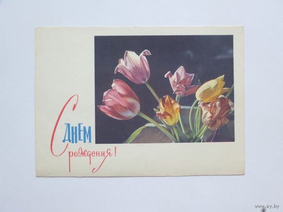 Панова с днем рождения  1965  10х15  см
