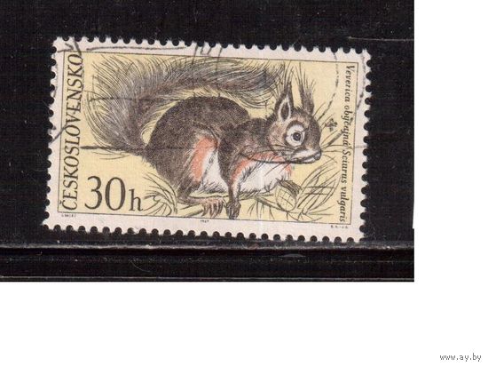 Чехословакия-1967,(Мих.1731) , гаш. , Фауна, Белка