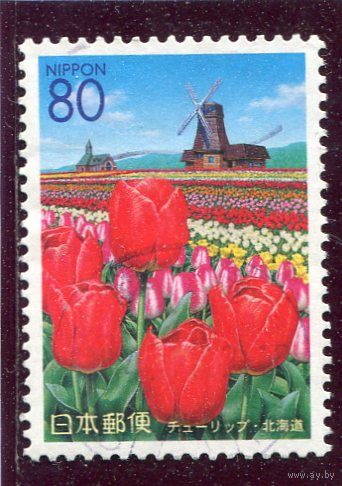 Япония. Цветы. Тюльпаны. Ветряная мельница