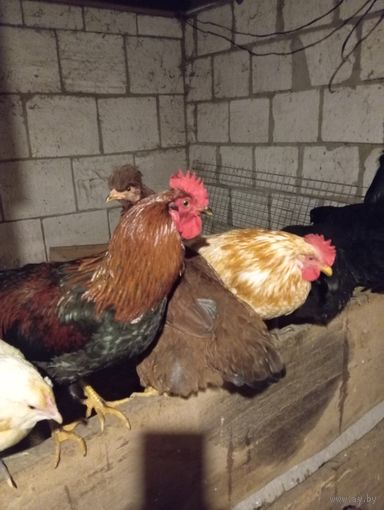 Петушки 5 месяцев.