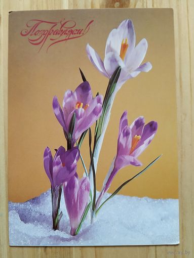 Открытка Поздравляем! 1986г