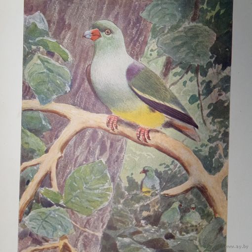 Попугайный голубь. Литография СПБ. Энциклопедическая гравюра конец 19века 25х17см. РАСПРОДАЖА КОЛЛЕКЦИИ.