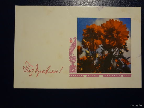 Поздравляю!  Георгины.  1967 г.  подписанная.