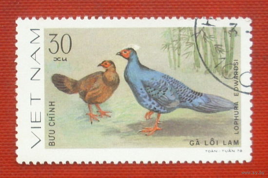 Вьетнам. Птицы. ( 1 марка ) 1978 года. 11-2.