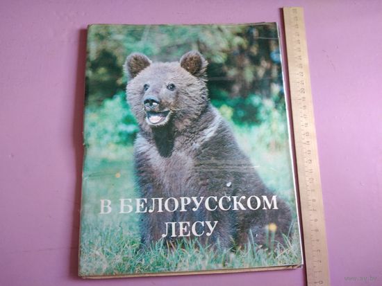 В Белорусском лесу
