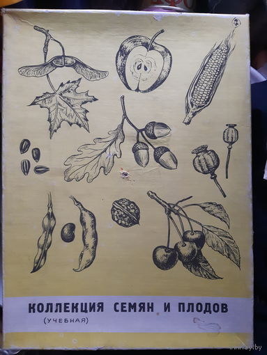 Гербарий Коллекция семян и плодов