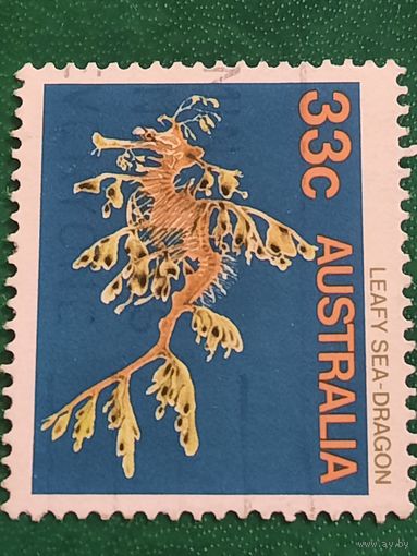 Австралия. Фауна. Leafy Sea-Dragon