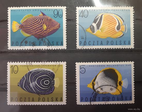 Польша. 1967 год. Фауна. Рыбы (4 марки из серии)