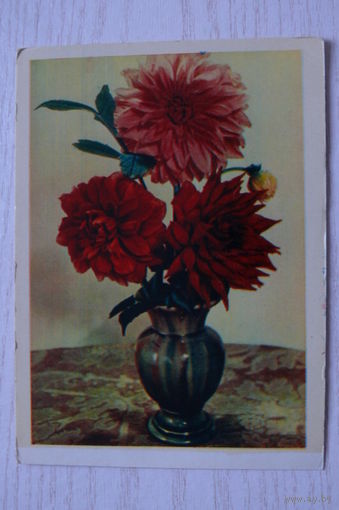 Шагин И.(фото), Георгины; 1963, чистая.