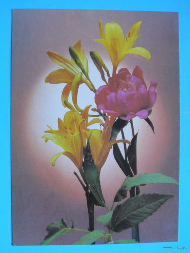 Стейнерт Э., Стейнерт Т.(фото), Композиция из цветов, 1985, чистая.