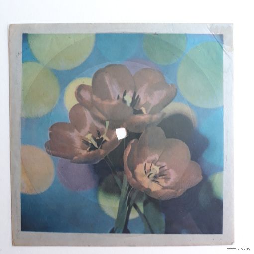 Гибкая пластинка с песней "Cerenata" (Селенадо))) Исп. Тото Кутуньо. Студия звукозаписи Киев.