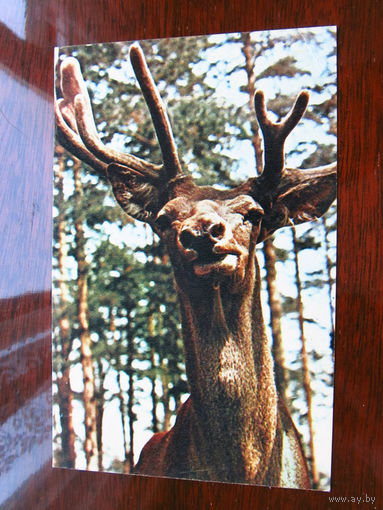С008-4410 Открытка Московский зоопарк Марал Фото Немнонова 1969 Чистая