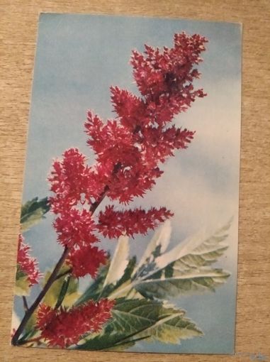 Открытка Цветы.фото Германа 1970г